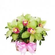 Таинственный образ Таинственный образ